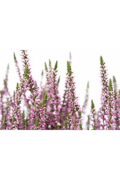 Верес звичайний ’Дуня/Дунджа’ (рожевий)